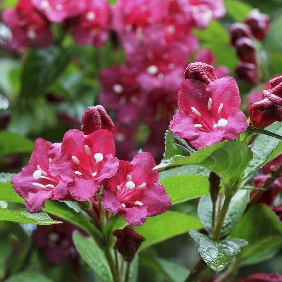 Direct Gardening Red Prince Weigela Dormant Bare Root Flowering Starter Shrub
