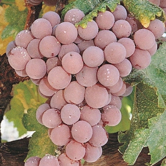 Direct Gardening Reliance Pink Seedless Grape Potted Fruiting Vine Grown in a 3 Gal Pot, 1 Per Offer