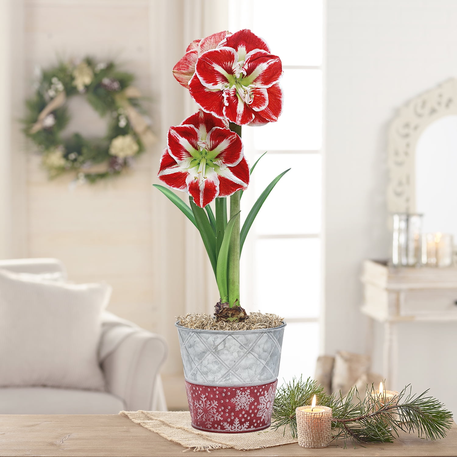 Direct Gardening - Samba Red and White Flowering Amaryllis Bulb Gift Kit - One Dormant Bulb Pre-planted in a Metallic Decorative Planter