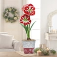 thumbnail image 1 of Direct Gardening - Samba Red and White Flowering Amaryllis Bulb Gift Kit - One Dormant Bulb Pre-planted in a Metallic Decorative Planter, 1 of 5