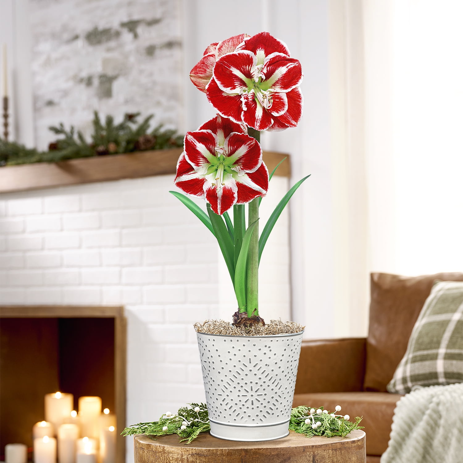 Direct Gardening - Samba Red and White Flowering Amaryllis Bulb Gift Kit - One Dormant Bulb Pre-planted in a Silver Metallic Decorative Planter
