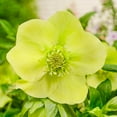 thumbnail image 1 of Direct Gardening Searchlight Lenten Rose Hellebore Dormant Bare Root Yellow Flowering Perennial Starter Plant, 1 of 4