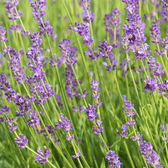 Direct Gardening Senational Lavender Flowering Perennial Starter Plant, 1 per offer