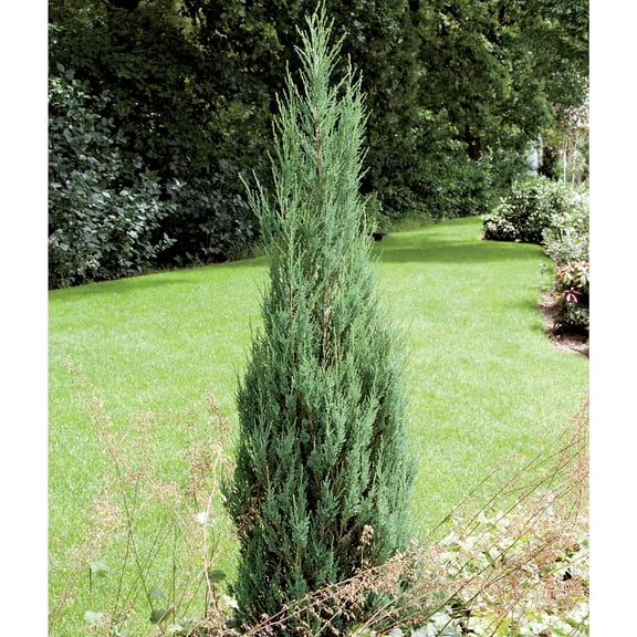 Direct Gardening Skyrocket Upright Juniper Potted Evergreen Shrub Grown in a 1 Gal Pot, 1 Per Offer