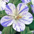 thumbnail image 1 of Direct Gardening Splish Splash Geranium Flowering Perennial Dormant Bare Root Starter Plant, 1 of 5