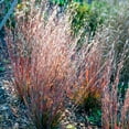 thumbnail image 1 of Direct Gardening Standing Ovation Little Bluestem Ornamental Grass Dormant Bare Root Perennial Starter Plant, 1 of 4