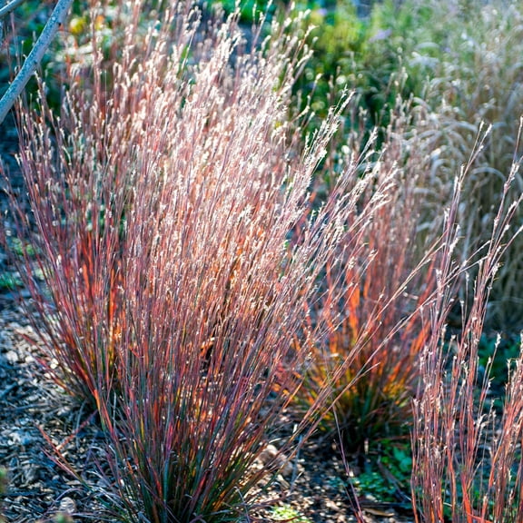 Direct Gardening Standing Ovation Little Bluestem Ornamental Grass Dormant Bare Root Perennial Starter Plant