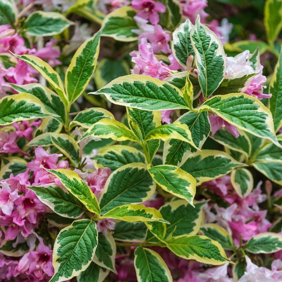 Direct Gardening Suzanne Variegated Weigela Flowering Potted Shrub
