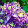 thumbnail image 1 of Direct Gardening Taiga Clematis Vine 1 Gallon Potted Purple and White Flowering Perennial Plant, 1 of 6