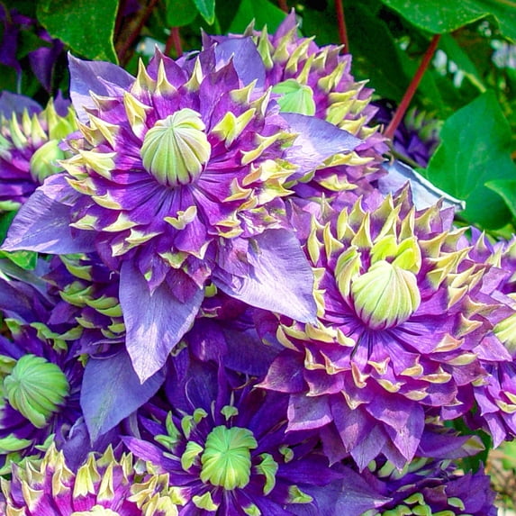 Direct Gardening Taiga Clematis Vine 1 Gallon Potted Purple and White Flowering Perennial Plant