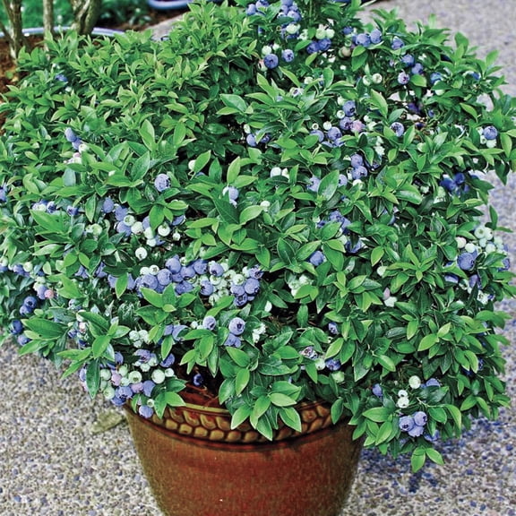 Direct Gardening Tophat Dwarf Blueberry Bush Potted Fruit Bearing Starter Plant