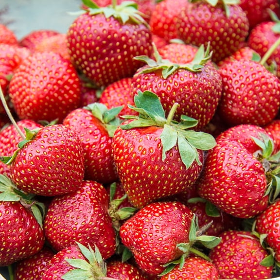 Direct Gardening Wendy Junebearing Strawberry Dormant Bare Root Starter Plant Roots, 25 per offer