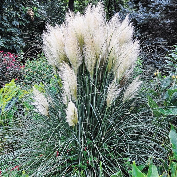 Direct Gardening White Pampas Ornamental Grass Potted Perennial Starter Plant, One per Offer