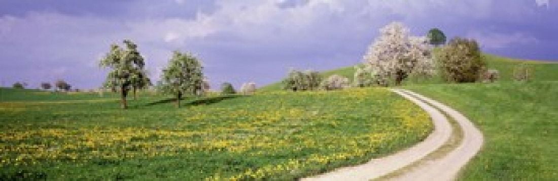 Dirt Road Through Meadow Of Dandelions Zug Switzerland Canvas Art - Panoramic Images (18 x 6)