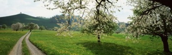 Dirt Road Through Meadow Of Dandelions Zug Switzerland Canvas Art - Panoramic Images (36 x 12)