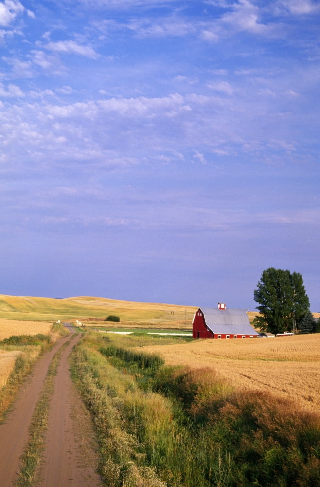 Dirt Road Through Wheat Field Canvas Art - Natural Selection Craig Tuttle Design Pics (12 x 18)