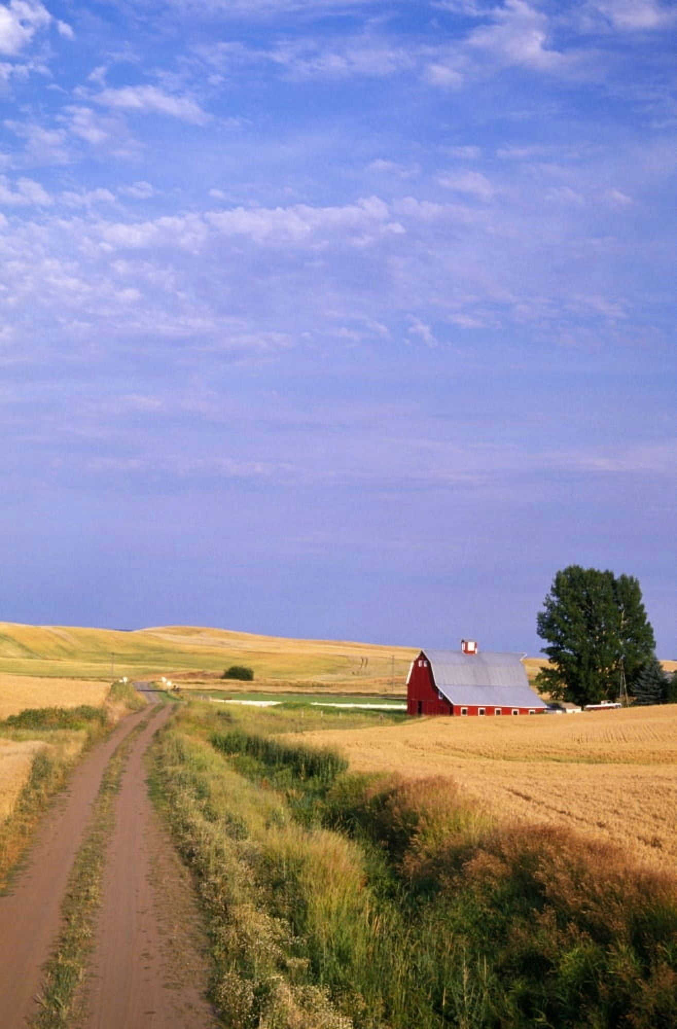 Dirt Road Through Wheat Field Canvas Art - Natural Selection Craig Tuttle Design Pics (24 x 36)