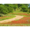 thumbnail image 1 of Dirt road lined with Indian paintbrush along Old Spanish Trail near Buchanan Dam Texas Hill Country Poster Print by Sylvia Gulin, 1 of 3