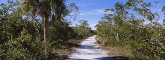 Dirt road passing through a forest Indigo Trail JN Ding Darling National Wildlife Refuge Sanibel Island Florida USA Canvas Art - Panoramic Images (36 x 13)