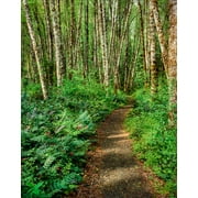 Dirt road passing through Alder Forest, Willamette National Forest, Lane County, Oregon, USA Poster Print by Panoramic Images (14 x 11)