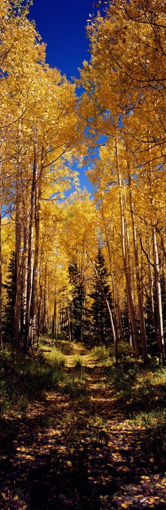 Dirt road passing through Aspen forest Colorado USA Canvas Art - Panoramic Images (6 x 18)