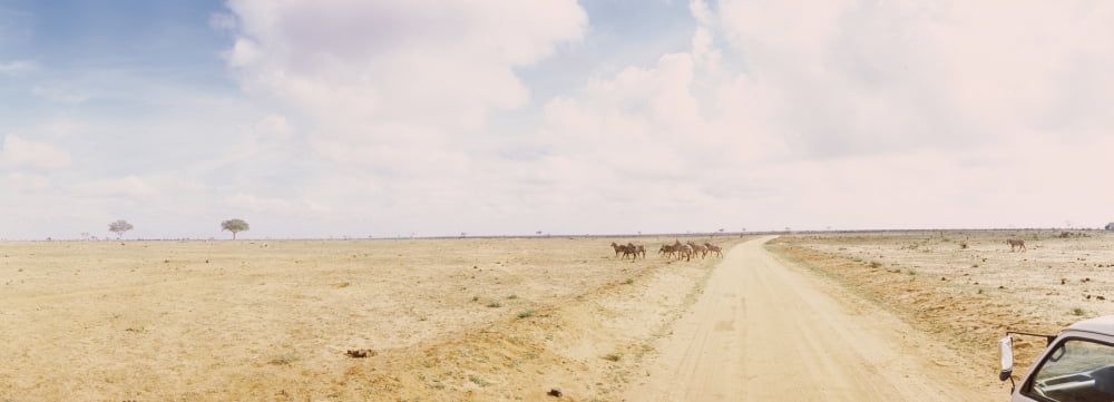 Dirt road passing through Tsavo East National Park Kenya Canvas Art - Panoramic Images (27 x 9)