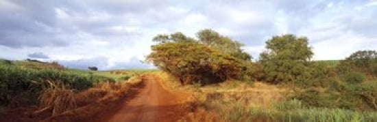 Dirt road passing through a agricultural field Kauai Hawaii USA Canvas Art - Panoramic Images (36 x 12)