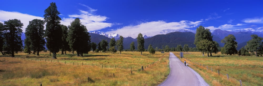 Dirt road passing through a field Fox Glacier Westland Tai Poutini National Park South Island New Zealand Canvas Art - Panoramic Images (36 x 12)