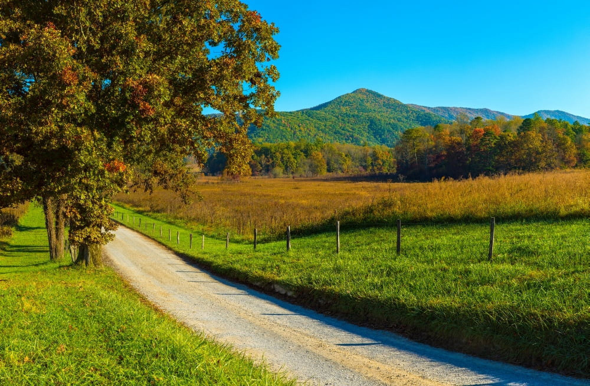Dirt road passing through a field Hyatt Lane Cades Cove Great Smoky Mountains National Park Tennessee USA Canvas Art - Panoramic Images (18 x 24)