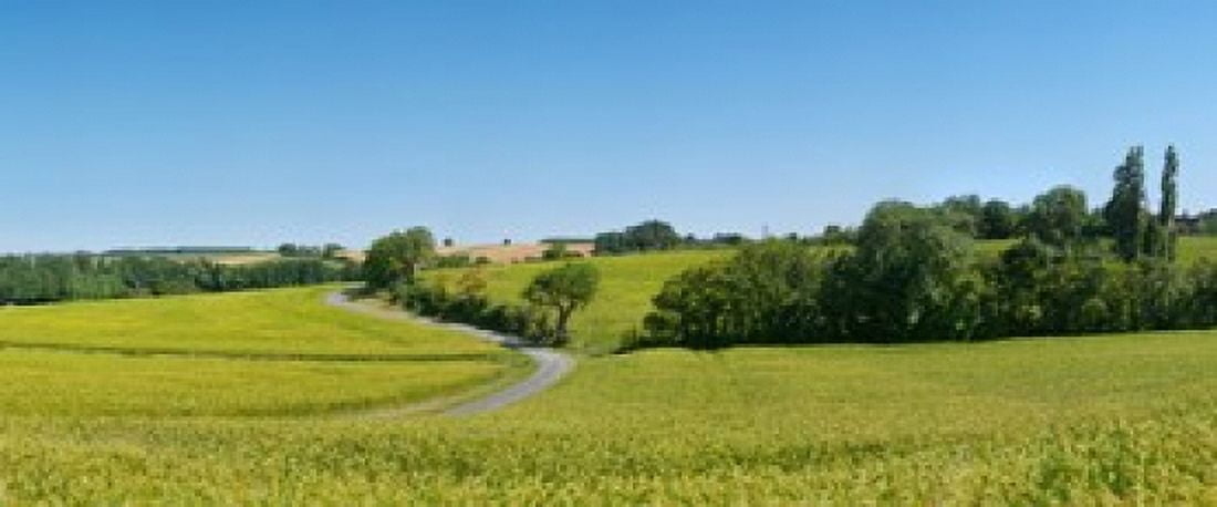 Dirt road passing through a flax field Loire-et-Cher Loire Valley France Canvas Art - Panoramic Images (15 x 6)