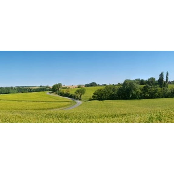 Dirt road passing through a flax field, Loire-et-Cher, Loire Valley, France Poster Print (30 x 13)