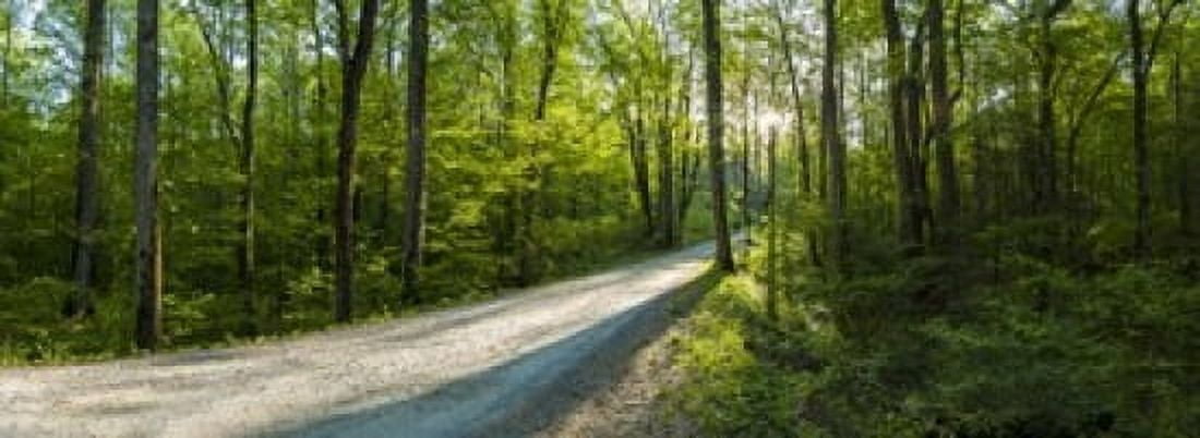 Dirt road passing through a forest Great Smoky Mountains National Park Blount County Tennessee USA Canvas Art - Panoramic Images (18 x 7)