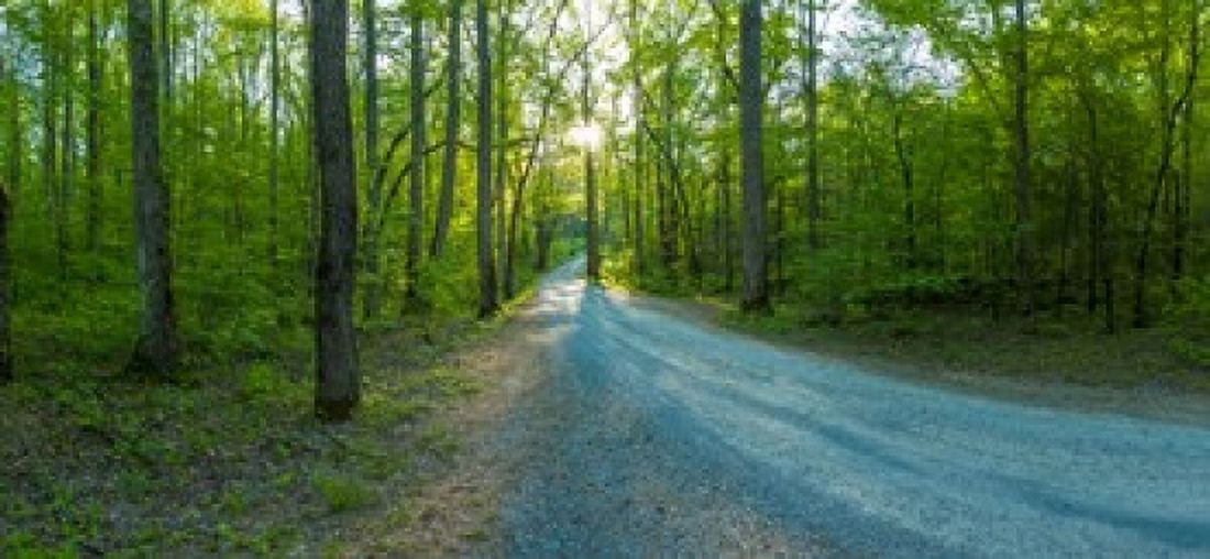 Dirt road passing through a forest Great Smoky Mountains National Park Blount County Tennessee USA Canvas Art - Panoramic Images (24 x 12)