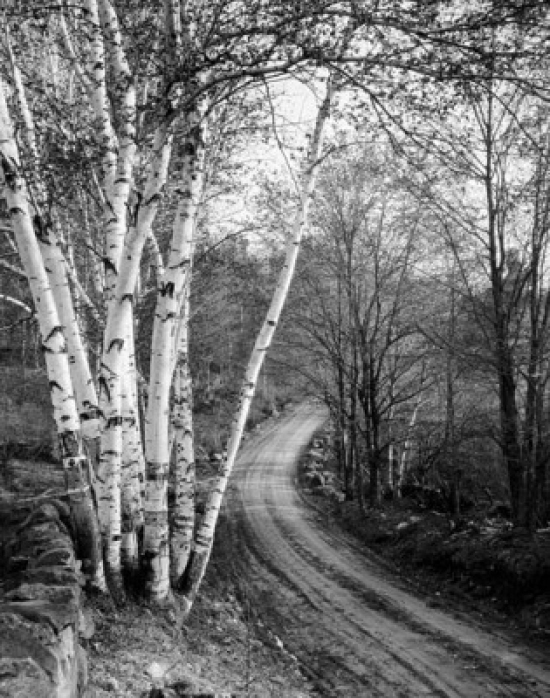 Dirt road passing through a forest New Hampshire USA Canvas Art - (18 x 24)