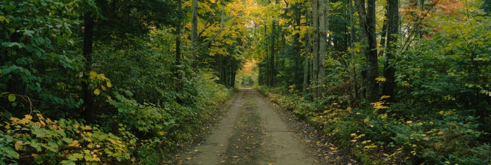 Dirt road passing through a forest Old Lanesbara Road Peacham Vermont USA Canvas Art - Panoramic Images (36 x 12)