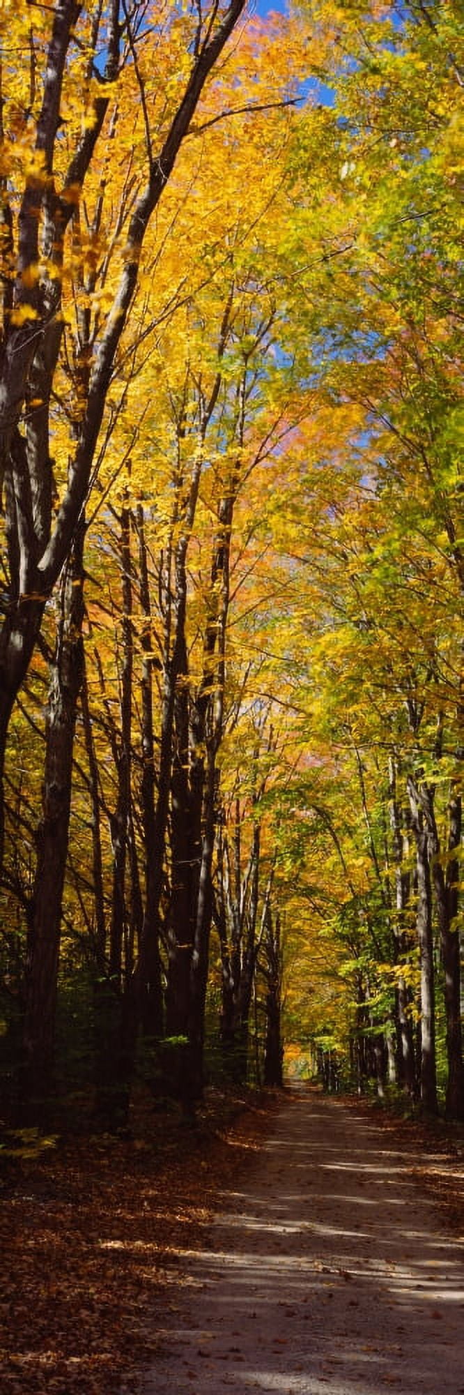 Dirt road passing through a forest Sleeping Bear Dunes National Lakeshore Empire Michigan USA Canvas Art - Panoramic Images (36 x 12)