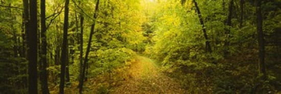 Dirt road passing through a forest Vermont USA Canvas Art - Panoramic Images (18 x 6)