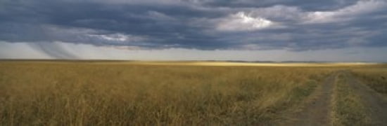 Dirt road passing through a meadow Masai Mara National Reserve Great Rift Valley Kenya Canvas Art - Panoramic Images (36 x 12)