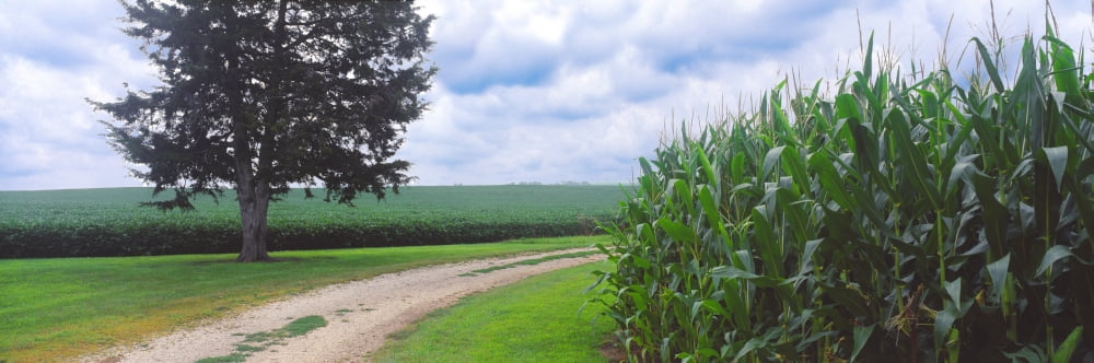 Dirt road passing through corn field Coles Philo Urbana Champaign County Illinois USA Canvas Art - Panoramic Images (27 x 9)