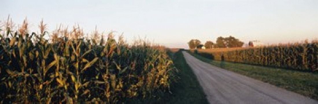 Dirt road passing through fields Illinois USA Canvas Art - Panoramic Images (18 x 6)