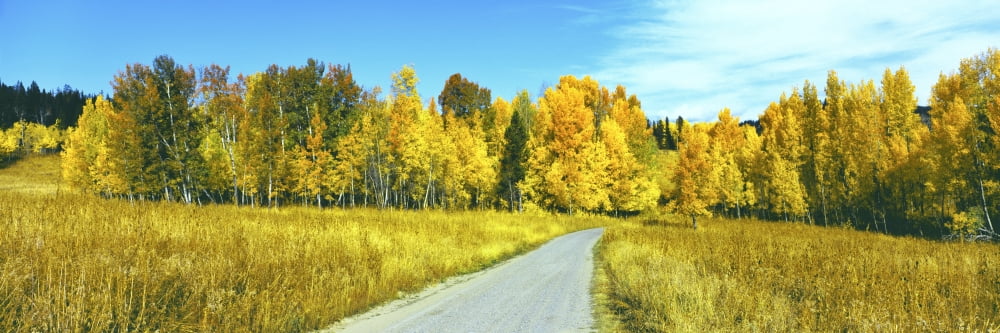 Dirt road passing through forest Grand Teton National Park Wyoming USA Canvas Art - Panoramic Images (36 x 12)