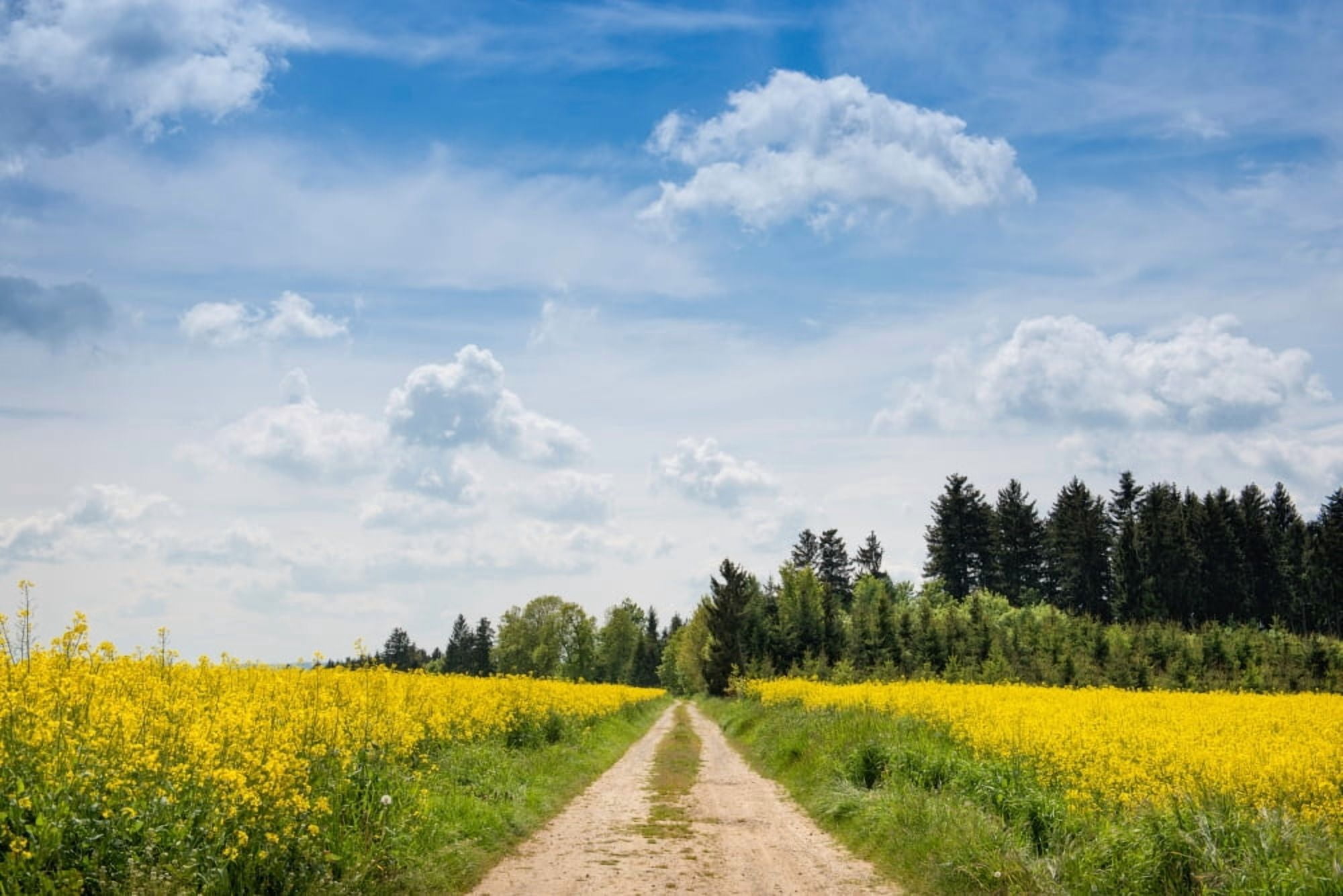 Dirt road passing through rapeseed fields Baden-Wurttemberg Germany Canvas Art - Panoramic Images (27 x 9)