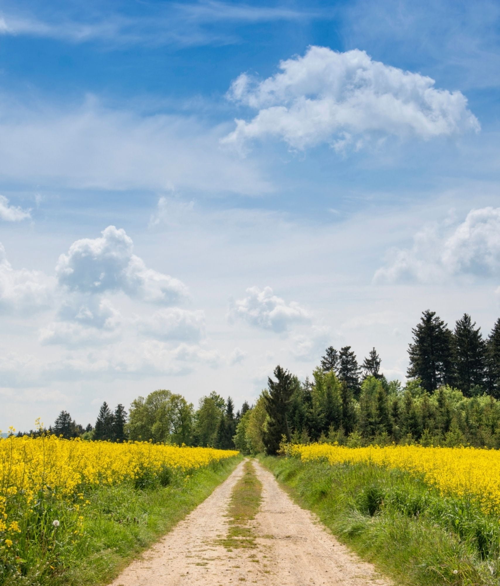 Dirt road passing through rapeseed fields Baden-Wurttemberg Germany Canvas Art - Panoramic Images (36 x 32)