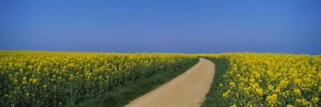 Dirt road running through an oilseed rape field Germany Canvas Art - Panoramic Images (18 x 6)
