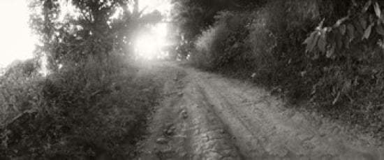 Dirt road through a forest Chiang Mai Province Thailand Canvas Art - Panoramic Images (30 x 13)