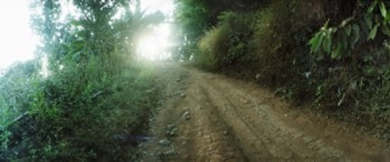 Dirt road through a forest Chiang Mai Province Thailand Canvas Art - Panoramic Images (30 x 13)