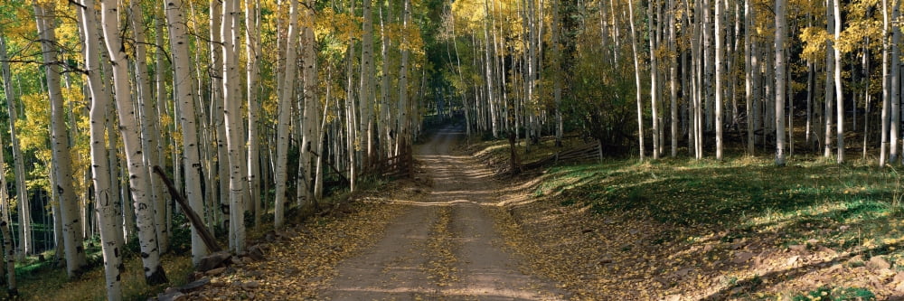 Dirt road through forest Colorado Canvas Art - Panoramic Images (36 x 12)