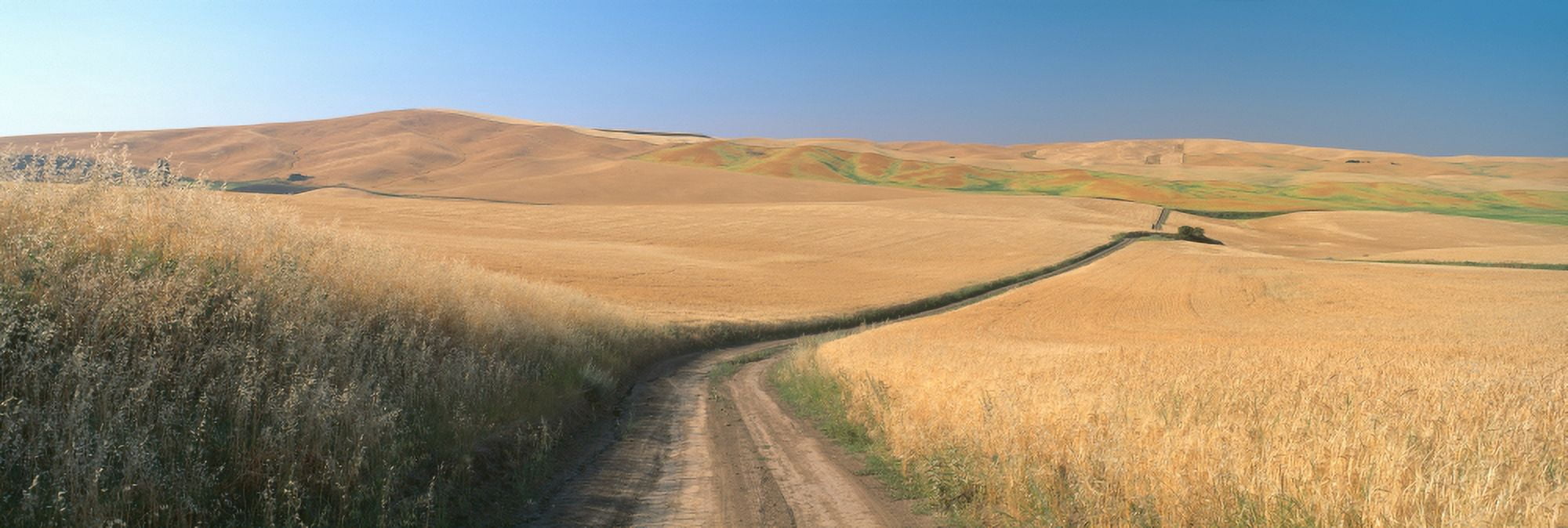 Dirt road through wheat field Kamiak Butte SE Washington Canvas Art - Panoramic Images (27 x 9)