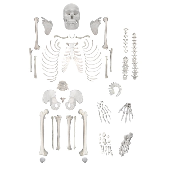 Disarticulated Human Skeleton, Full, Medical Quality, Life Sized (62" Model Height) - 23 Intervertebral Discs, 3 Part Skull with Movable Jaw, Left Hand and Foot Jointed - hBARSCI
