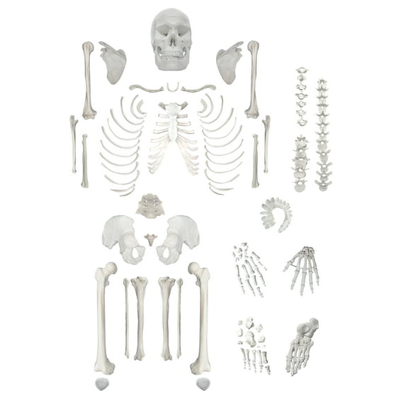 Disarticulated Human Skeleton, Full, Medical Quality, Life Sized (62" Model Height) - 23 Intervertebral Discs, 3 Part Skull with Movable Jaw, Right Hand and Foot Jointed - hBARSCI